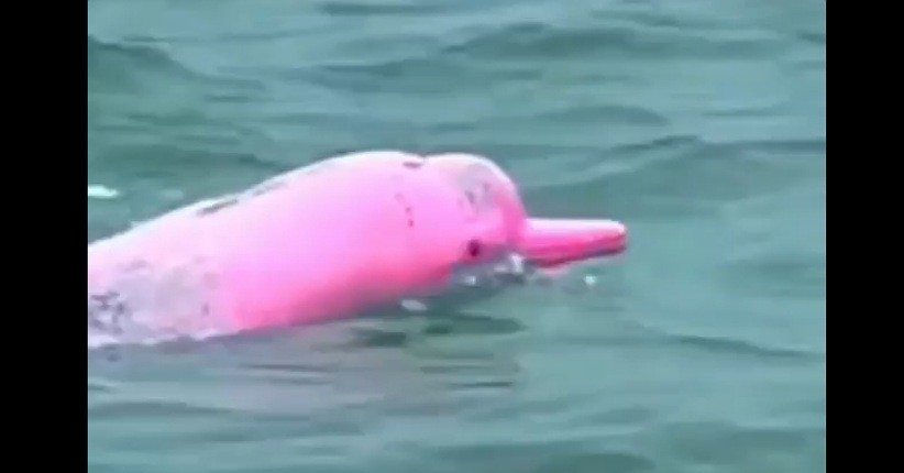 Mengenal Lumba-Lumba Pink, Hadir saat Laut Sepi Selama Pandemi, Netizen: Gemoy