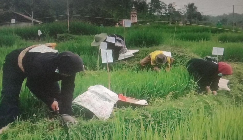 Unik dan Seru Agustusan di Garut, Lomba Nyabit Rumput Berhadiah Domba Indukan