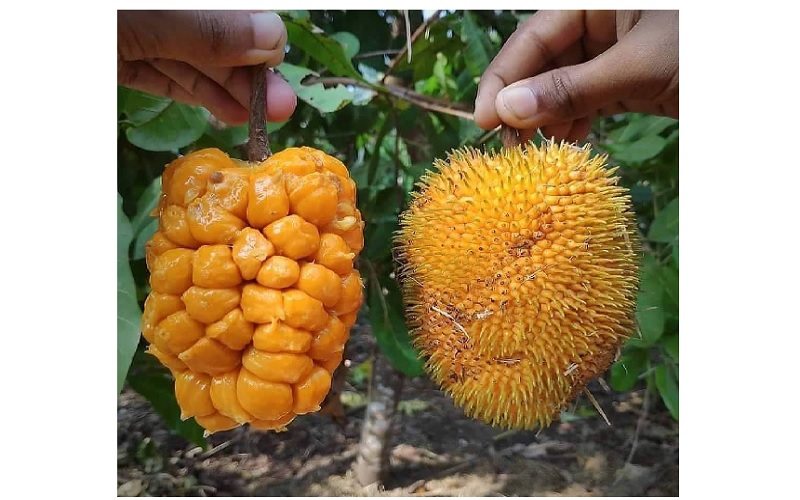 Buah Khas Kalimantan yang Mulai Langka, Ada yang Mirip Nangka
