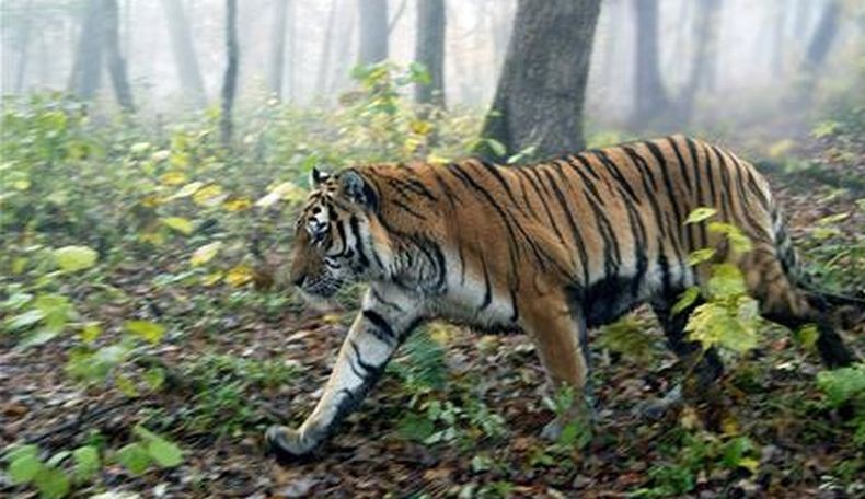  Ngeri, Harimau Masuk Toilet Terkam Pria hingga Tewas