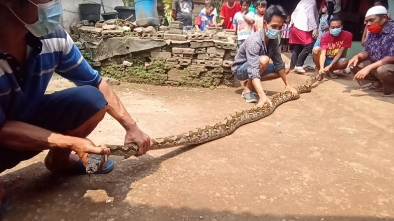 Heboh Warga Cibinong Temukan Ular Sepanjang Empat Meter Merayap di Rangka Besi Toren