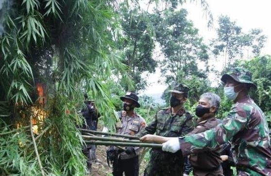 BNN Bakar 6 Hektare Ladang Ganja di Aceh Utara