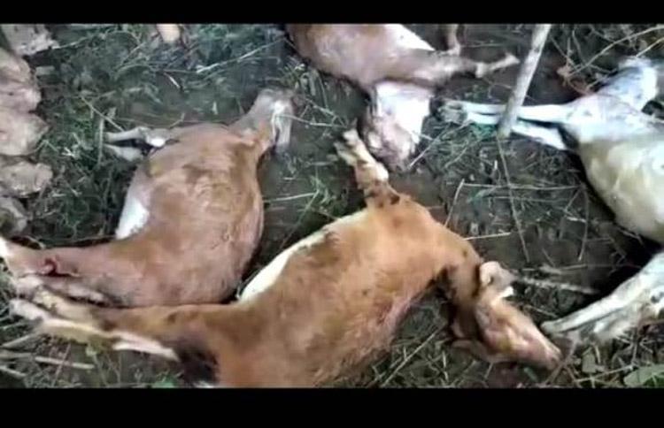 Belasan Kambing Milik Warga Gunungkidul Mati dengan Luka Bekas Gigitan