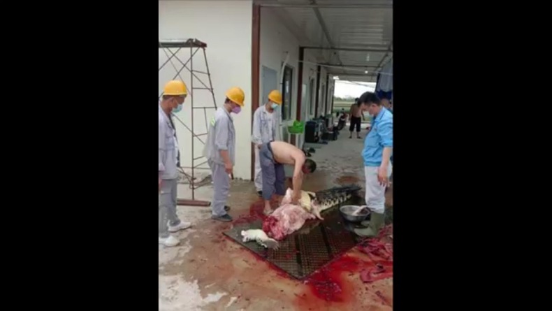  Waduh, WNA China di Konawe Sembelih Buaya