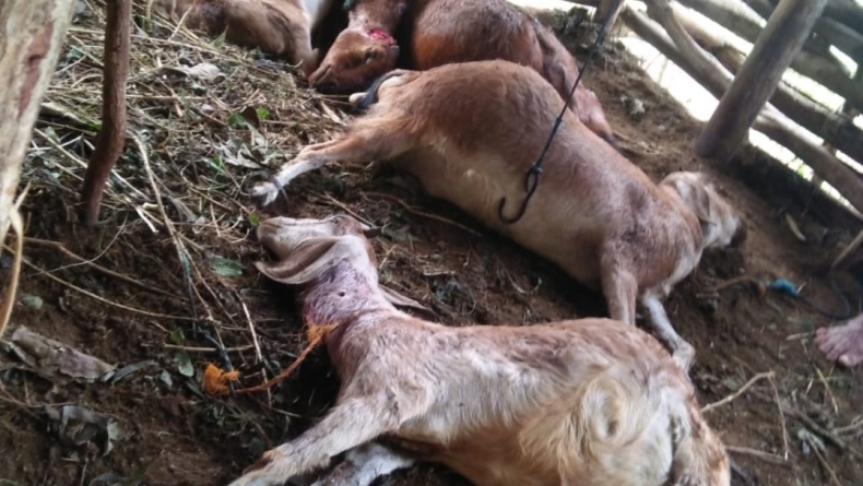 Belasan Kambing Milik Warga Gunungkidul Diserang Hewan Buas, Jeroan Hilang
