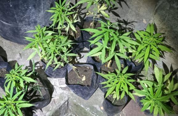 Ditutup Tanaman Ubi, Ladang Ganja di Lombok Barat Dibongkar Polisi