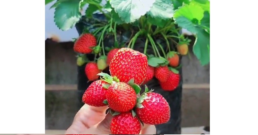 Ide Liburan Petik Buah yang Bisa Dimakan Langsung di Pohon, Ini Rekomendasinya