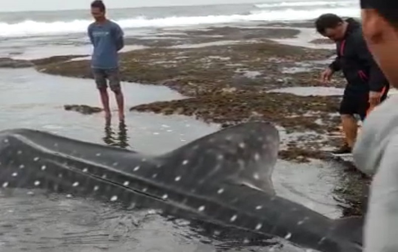Dalam Dua Bulan, 4 Hiu Tutul Terdampar di Pantai Selatan Pangandaran, 1 Ekor Mati