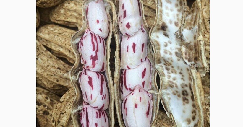 Mengenal Pangan Khas NTT, Unik Ada Kacang Batik yang Belum Diketahui