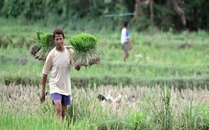 Nilai Tukar Petani Sumsel Naik, Ini Faktor Pemicunya