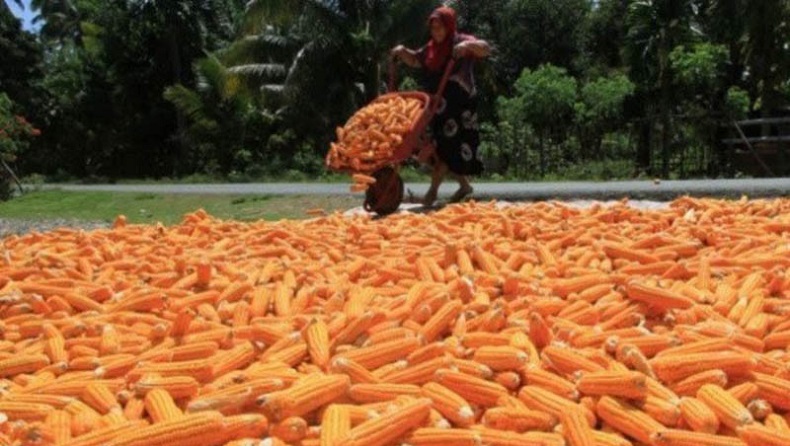 Jaksa Dalami Kasus Korupsi Bibit Jagung yang Jerat Eks Kadis Pertanian Aceh Tenggara