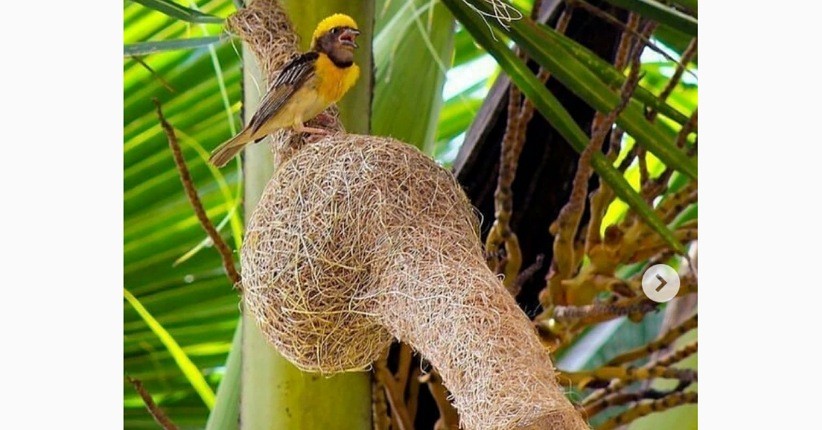Mengenal Burung Manyar Tempua, Ahli Menenun dengan Sarang Terunik di Dunia
