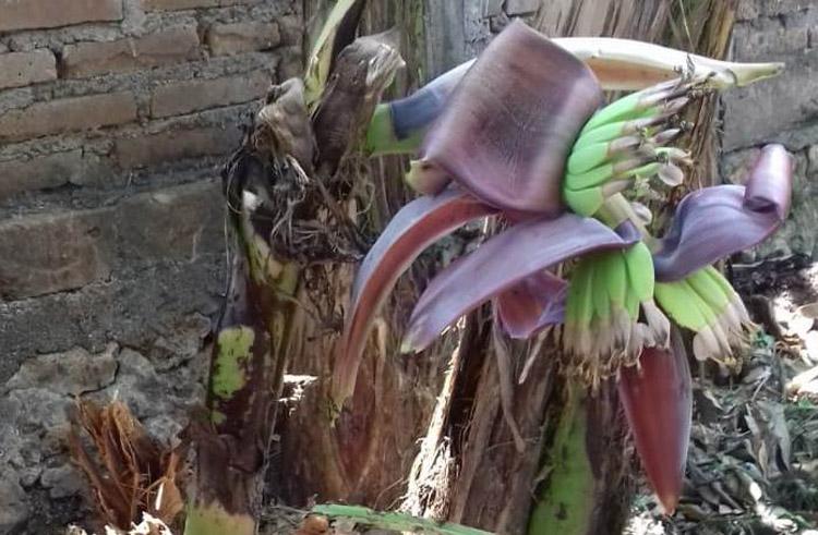 Unik, Pohon Pisang Berbuah dari Batang yang Membusuk
