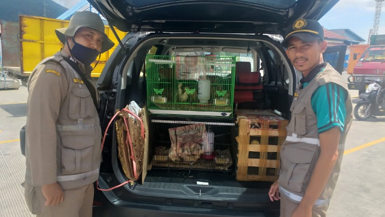 Karantina Ternate Gagalkan Penyelundupan 49 Ekor Burung Lovebird dari Manado