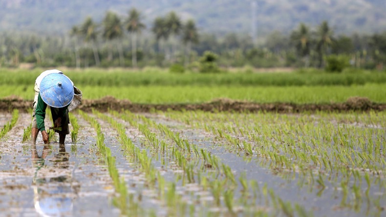 Nilai Tukar Petani Gorontalo Bulan Agustus Turun 0,19 Persen