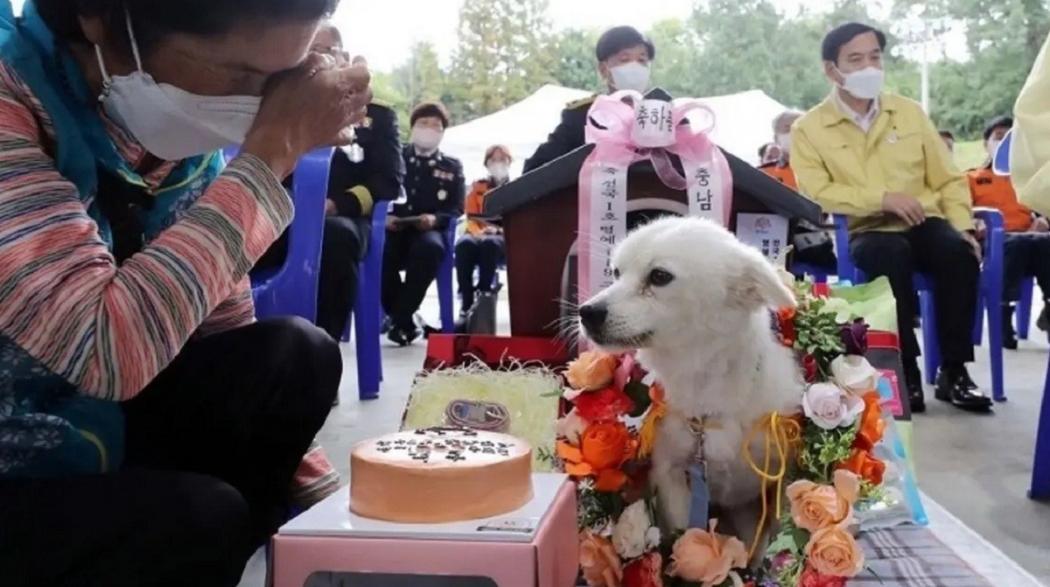 Anjing Ini Selamatkan Nyawa Nenek 90 Tahun, Seperti Apa Kisahnya?