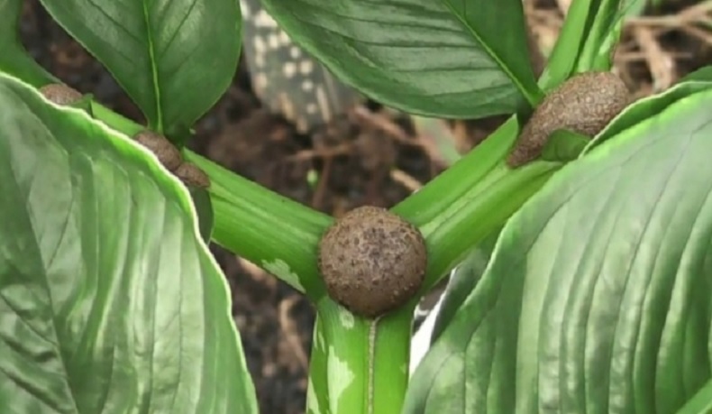 Fantastis, Petani Porang di Kalbar Raup Rp500 Juta Sekali Panen
