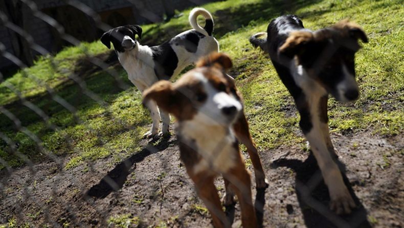  Mengenaskan, Gadis Seksi Ini Tewas Diterkam Kawanan Anjing saat Joging