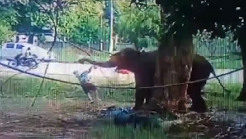  Niatnya Mau Beri Makan, Pria Tewas Diinjak-injak Gajah