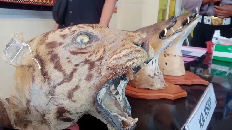 Kepala Harimau hingga Tulang Duyung Diduga Diselundupkan via Pelabuhan Bakauheni
