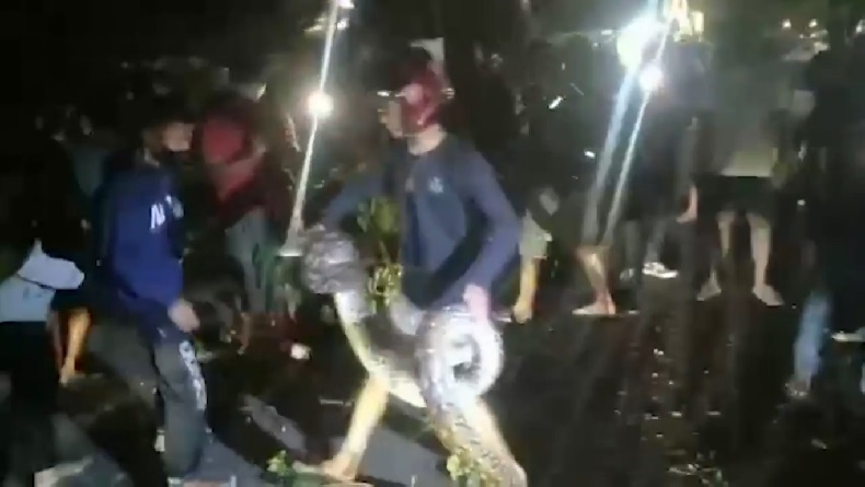 Ular Piton Sepanjang 4 Meter Bergelantungan di Pohon, Warga Heboh