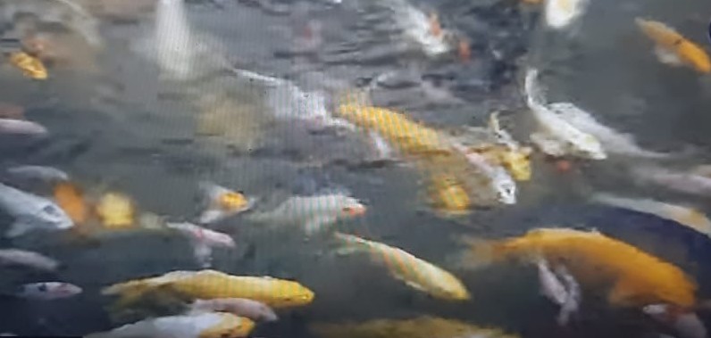 Dari Bisnis Ikan Hias Bisa Daftar Haji hingga Beli Rumah Baru