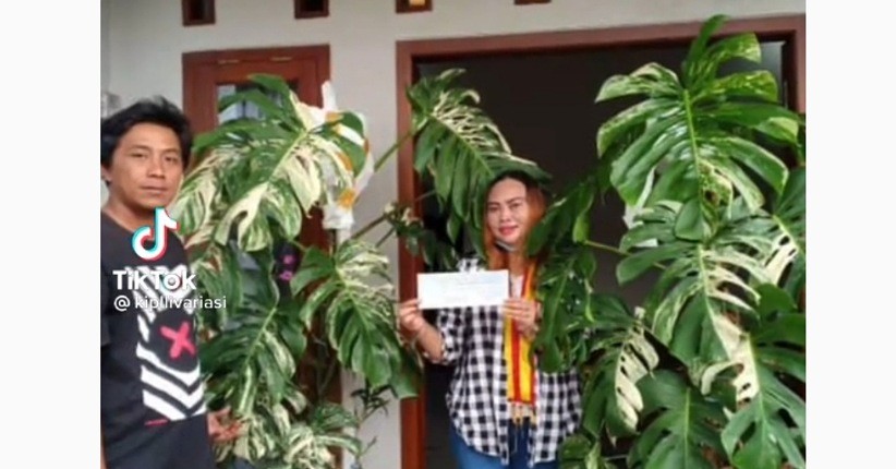 Viral Tanaman Monstera Variegata Dijual Rp225 Juta, Ternyata Ini Sosok Pembelinya