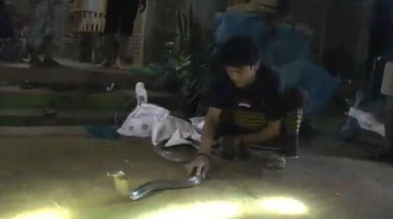 Sepasang Ular King Kobra Bersarang di Rumpun Bambu Gemparkan Warga Jepara  