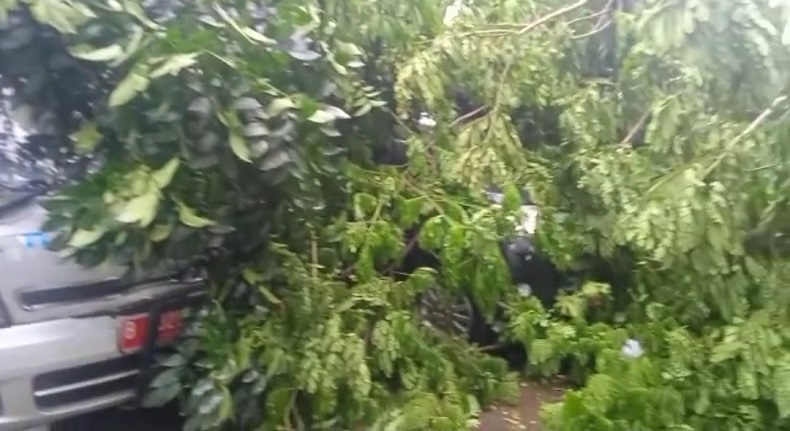 Angin Kencang, Pohon Tumbang Timpa 2 Mobil Jenazah di Tangsel