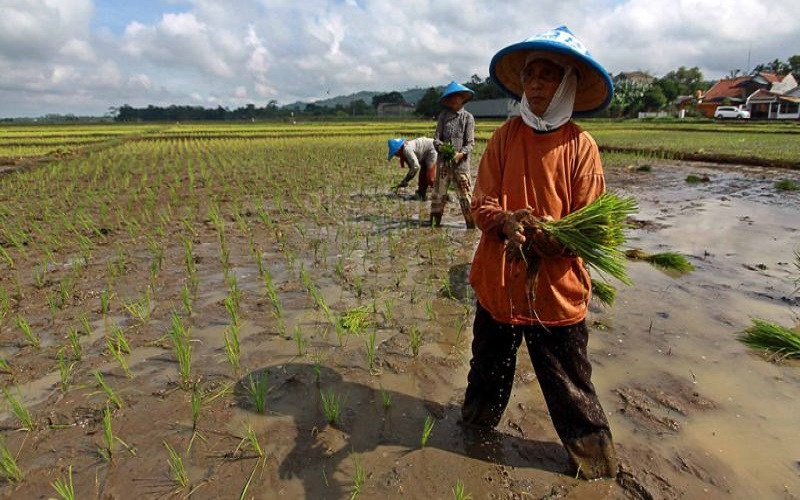 Realisasi KUR Pertanian Tembus Rp56,3 Triliun, Ini Rincian Penyaluran 