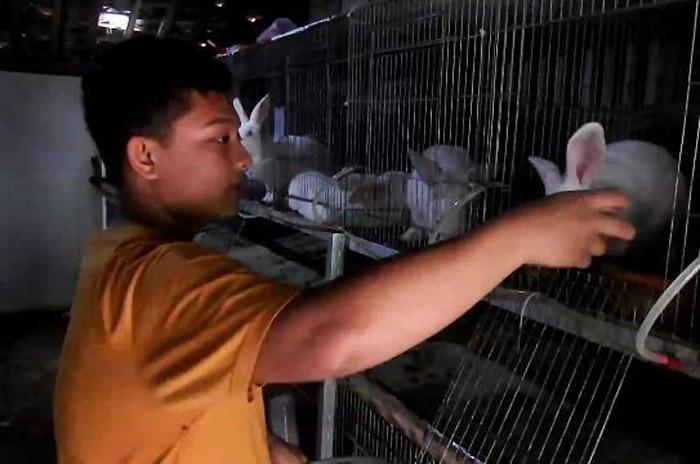 Pandemi Covid-19, Pelajar SMP di Gunungkidul Sukses Beternak Kelinci Beromzet Jutaan rupiah