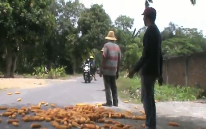 Waduh, Petani Jagung di Lombok Buang Hasil Panen ke Jalan Raya