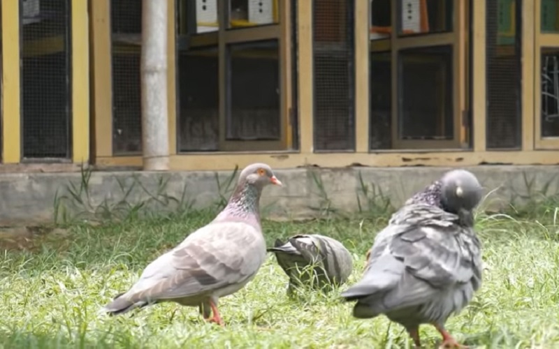 Viral Merpati Warga Pekalongan Dijual Rp1,5 Miliar