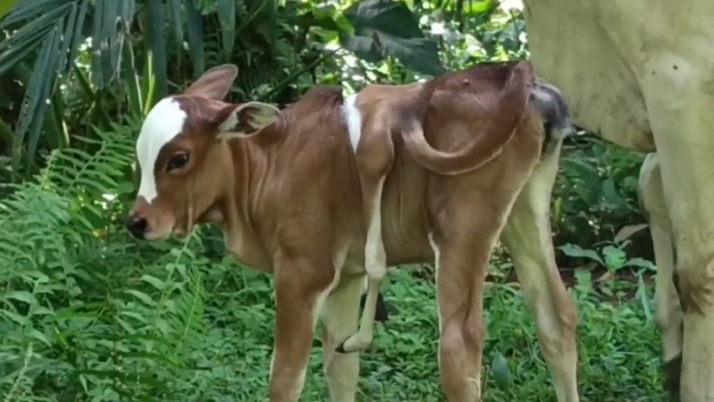 Geger, Lembu Berkaki Enam Lahir di Simalungun
