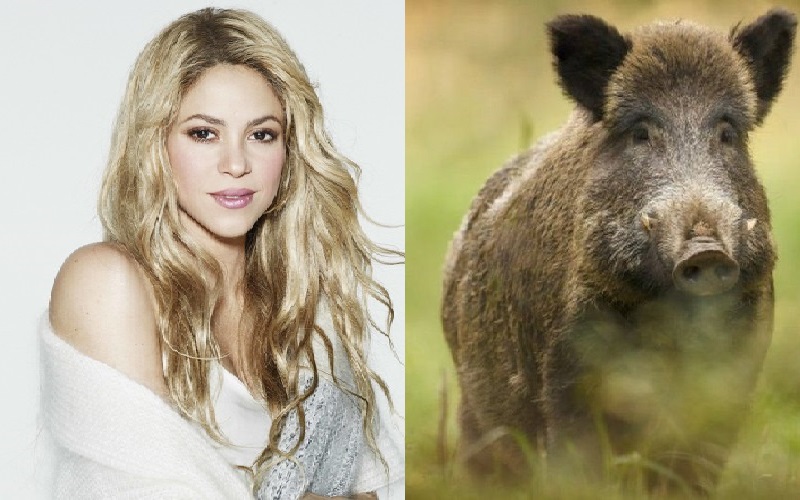 Penyanyi Shakira Diserang Babi Hutan di Taman, Tas dan Ponsel Hancur