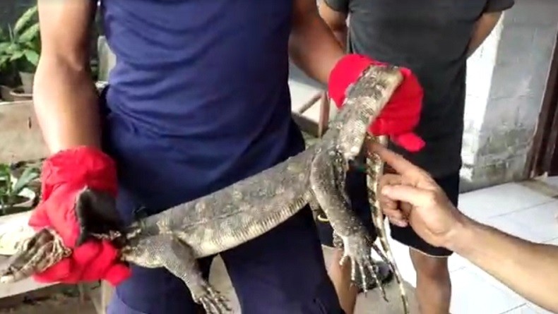 Banyak Biawak Masuk ke Rumah Warga di Parepare, Ini Penyebabnya
