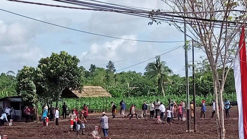 Presiden Jokowi Tanam Jagung Bersama Warga di Sorong