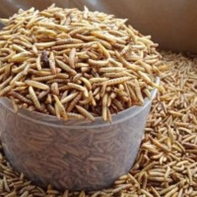 Belatung, Menjijikkan Namun Menghasilkan Jutaan Rupiah Dalam Sehari 