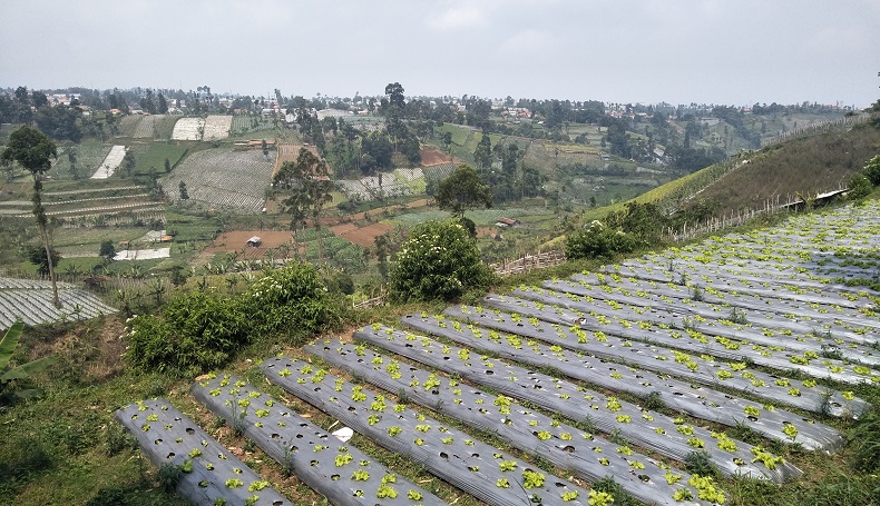 Alih Fungsi Lahan Jadi Tantangan Penyediaan Pangan, 100.000 Hektare Sawah per Tahun Terkikis Pembangunan