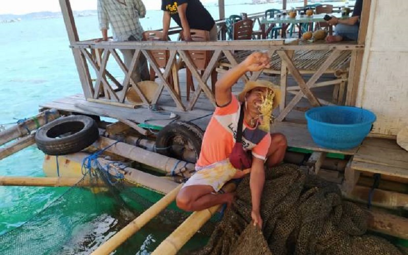 Kisah Inspiratif, Nelayan Lobster di Lotim Untung Besar dari Restoran Apung