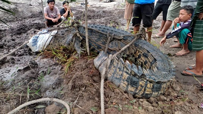 Jasad Remaja Tewas Diterkam Buaya Ditemukan Tak Utuh