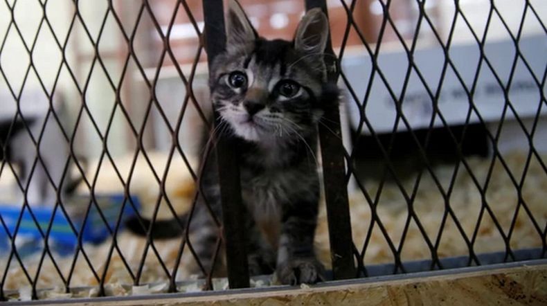 Parah, Pria Lansia Ini Perkosa Kucing sampai Mati