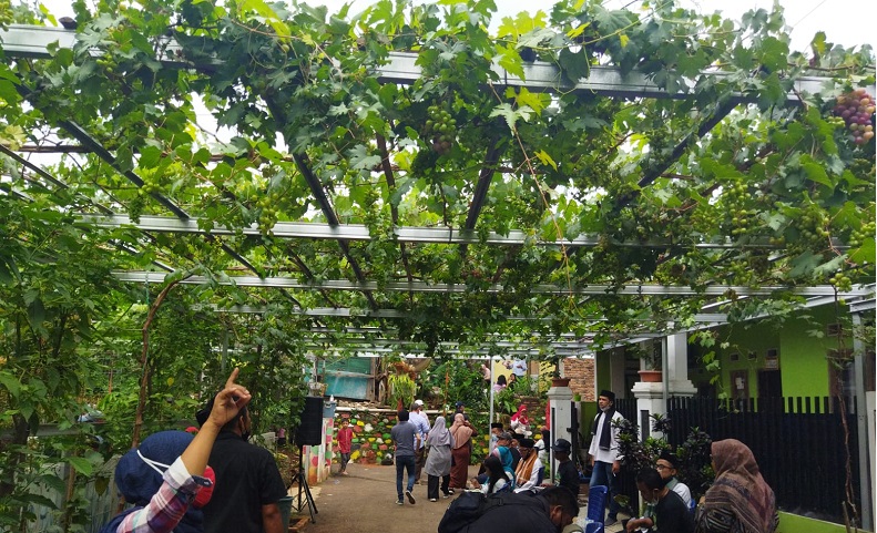Cerita Warga Munjul Buat Urban Farming, Kini Omzet Jutaan Tiap Bulan