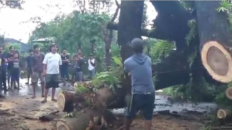 Pohon Tumbang Timpa Pengendara Motor di Gowa, 1 Tewas 2 Luka-Luka