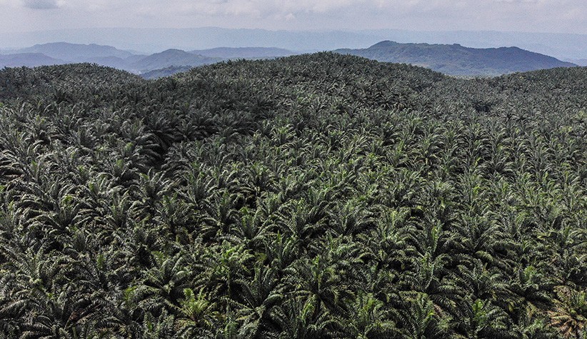 Daerah Penghasil Kelapa Sawit Terbesar di Indonesia, Riau Nomor 1 Disusul Kalimantan Tengah