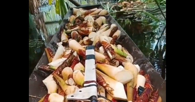 Mengenal Umbut Palas, Bambu Muda yang Lezat Dijadikan Masakan