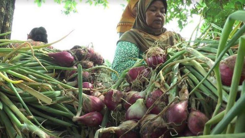 Harga Jual Bawang Merah Petik Fluktuatif, Petani Demak Rugi Besar 