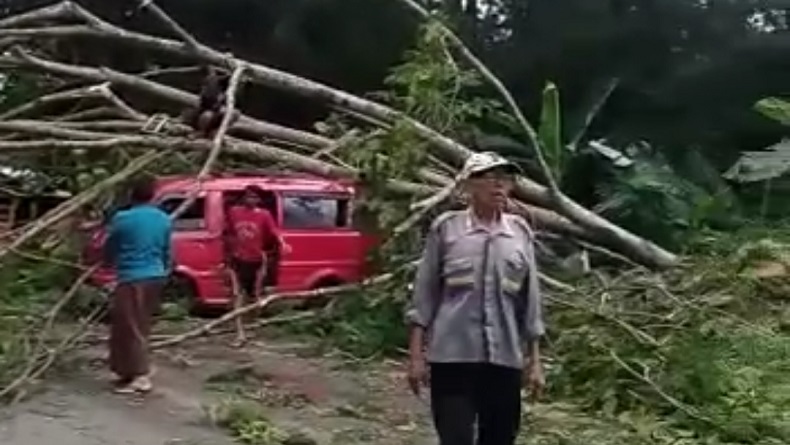 Diterpa Angin Kencang, Pohon Jeungjing Tumbang Timpa Angkutan Umum di Sukabumi