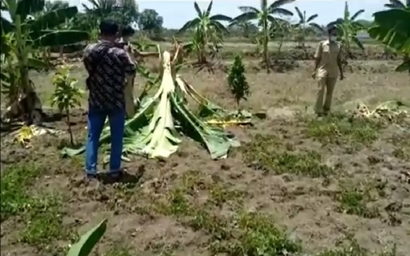 Netizen Geram Aksi Bocah Tiru Salam dari Binjai di Lamongan Rusak Pohon Pisang Warga