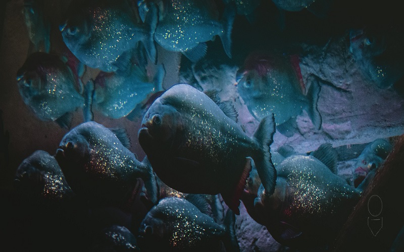 Niat Terjun ke Danau Hindari Tawon, Pria Ini Tewas Dimakan Piranha